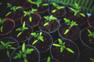 Giardinaggio con i bambini – vinci un set di attrezzi per bambini!